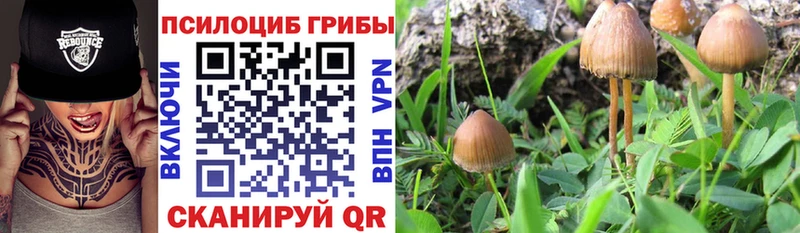 mega как зайти  Полярные Зори  Псилоцибиновые грибы Psilocybe 